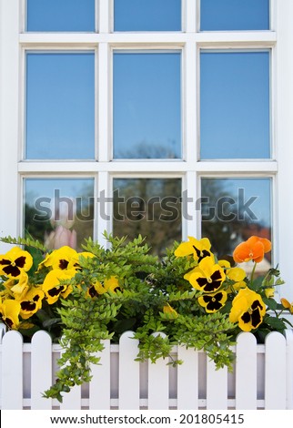 Yellow violets in a box before window