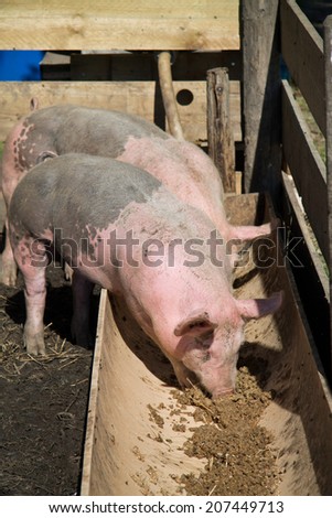 Two pigs eating from a through