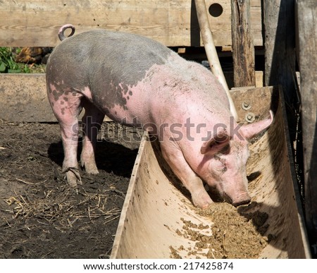 Pig eating from a trough square