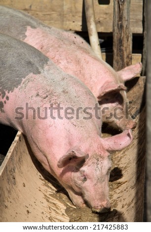 Two pigs eating from a trough vertical