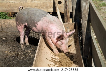 Pig eating from a trough horizontal