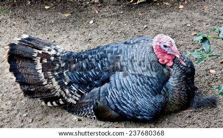 Turkey lying on the ground