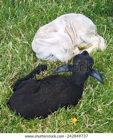 Black and white lamb together like yin yang