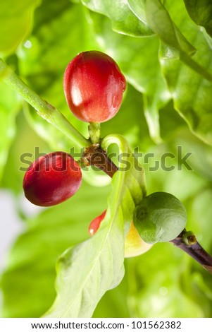 Coffee beans on a branch of coffee tree, ripe and unripe berries