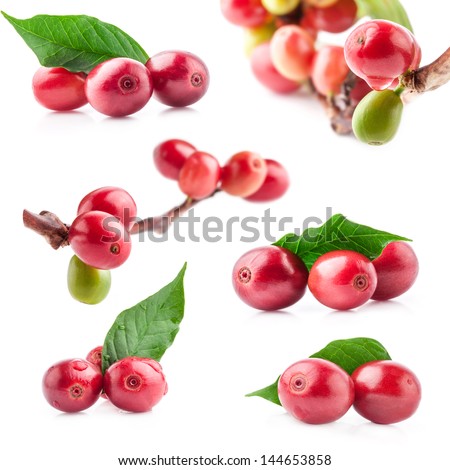 Collection of Red coffee beans on a branch of coffee tree, ripe and unripe berries isolated on white background