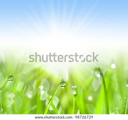 Green grass with water drops, summer background, Close-up