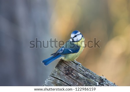 The beautiful blue tit sitting on the edge of the old wooden fence looking behind against a de-focused background. Uppland, Sweden