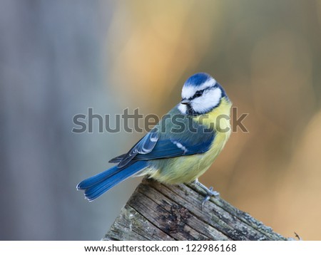 The beautiful blue tit sitting on the edge of the old wooden fence looking behind against a de-focused background. Uppland, Sweden