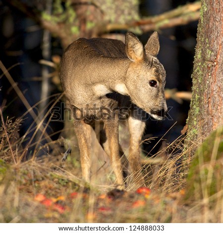 An apple a day... keeps the hunter away? A beautiful european roe deer is eating apples, Uppland, Sweden