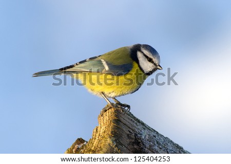 The Blue Tit (Cyanistes caeruleus or Parus caeruleus) in profile on the edge of the wooden fence in Uppland, Sweden