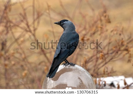 A Western/Eurasian/European Jackdaw (Corvus monedula) or simply a  Jackdaw on top of the globe. The  Jackdaw is a passerine bird in the crow family. Here in Uppland, Sweden