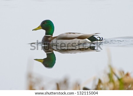 The male Mallard or Wild Duck (Anas platyrhynchos) is a dabbling duck with a glossy green head and grey wings and belly. Captured in a wetland in Uppland, Sweden