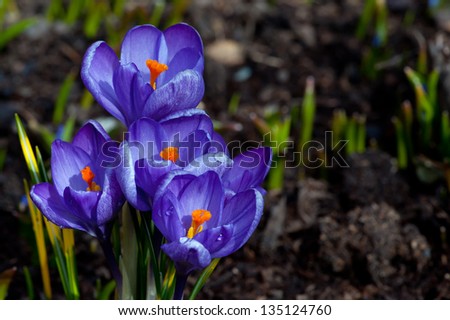 The winter finally loosen its grip and  at last the Crocuses are flowering in Uppland, Sweden