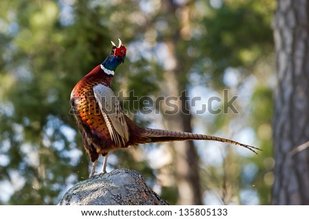 The beautiful colored male Pheasant (Phasianus colchicus) in profile  on the top of the rock performing his mating call.  Uppland, Sweden