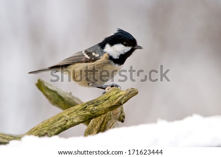 A coal tit sitting on a twig a winter day with a snowy background, Uppland, Sweden