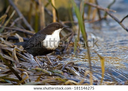 The White-throated Dipper (Cinclus cinclus) or just Dipper, is an aquatic passerine bird found in the streams of Fyris River in Uppsala, Sweden. The White-throated Dipper is Norway\'s national bird.
