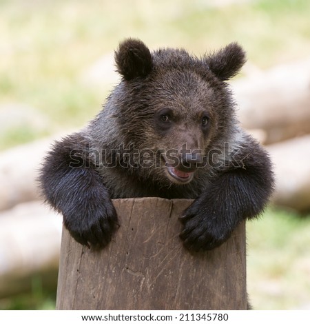 This climbing seven months old brown bear cub (Ursus arctos) captured in the Jarvzoo, Sweden