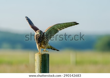 The beautiful juvenile kestrel (Falco tinnunculus) ready to fly with the latest capture, a vole, in the beak