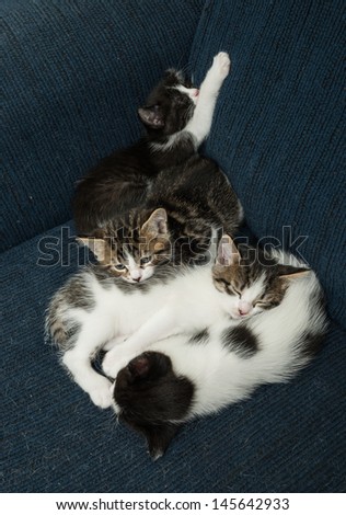 Many baby cats cuddling together on a sofa and relaxing