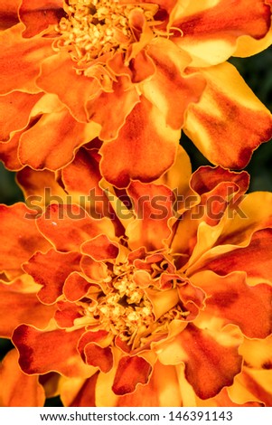 Details of flowers\' shapes and texture