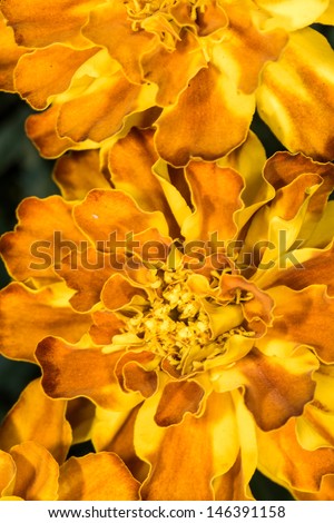 Details of flowers\' shapes and texture
