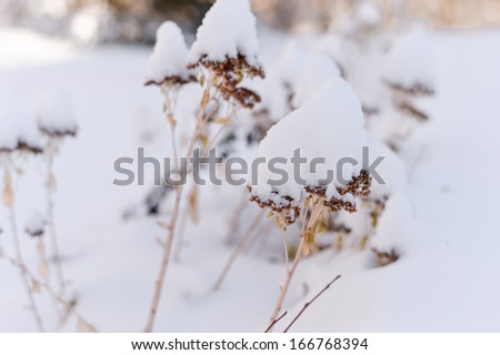 Dried and frozen plant with snow fallen during winter time