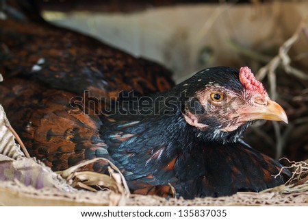 black chicken hatch