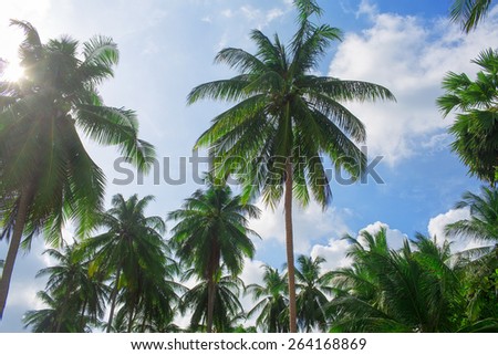 the tops of palm trees. Photo tops of palm trees against the sky with clouds