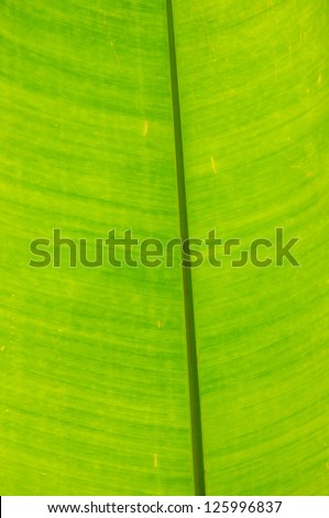 a green banana leaf has a very nice pattern when the light touch its face in the morning.