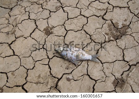 cracked land and dead fish on hot and dry ground