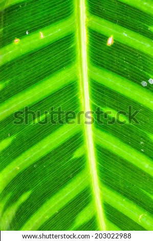 close up of pattern green leave