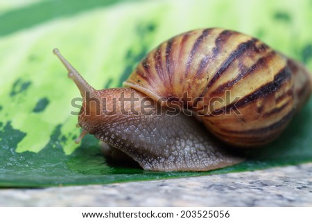 close up of snail on leave