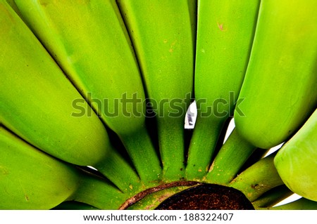 Close up Fresh Green Raw Cultivated Banana, A Hand of Bananas Isolated for background, wallpaper and texture.