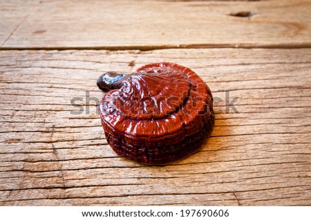 Lingzhi Mushroom Ganoderma Lucidum Isolated on white background / Medicinal Mushroom in Traditional Chinese Medicine and Herb.