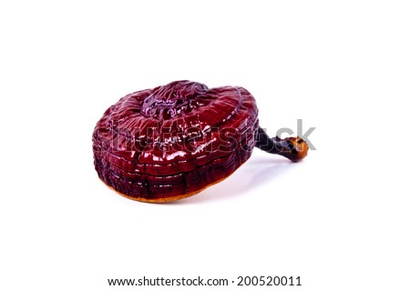Lingzhi Mushroom Ganoderma Lucidum Isolated on white background / Medicinal Mushroom in Traditional Chinese Medicine and Herb.