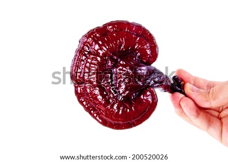 Hand Holding Lingzhi Mushroom Ganoderma Lucidum Isolated on white background / Medicinal Mushroom in Traditional Chinese Medicine and Herb.