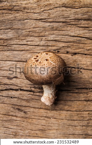 Fresh Harvest Mushroom on Wood Table Background, Concept and Idea of Food Cook Rustic Still life Style.