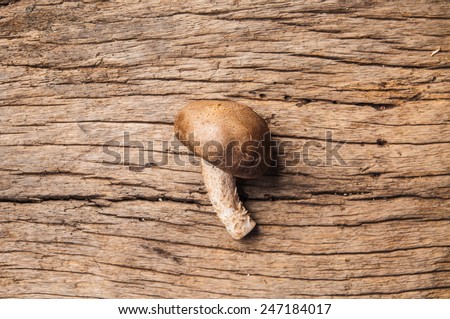 Close up Fresh Harvest Mushroom on Wood Table Background, Concept and Idea of Food Cook Rustic Still life Style.