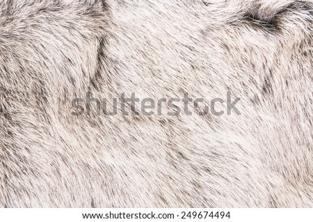 White Grey Wolf Fox Fur Natural, Animal Wildlife Concept and Style for Background, textures and wallpaper. / Close up Full Frame.
