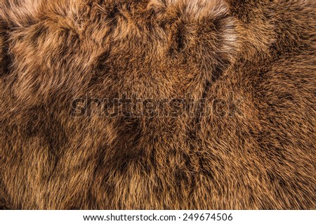 Red Brown Grey Wolf Fox Fur Natural, Animal Wildlife Concept and Style for Background, textures and wallpaper. / Close up Full Frame.