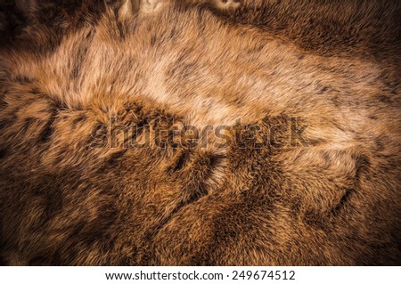 Red Brown Grey Wolf Fox Fur Soft Skin Natural, Animal Wildlife Concept and Style for Background, textures and wallpaper. / Close up Full Frame.