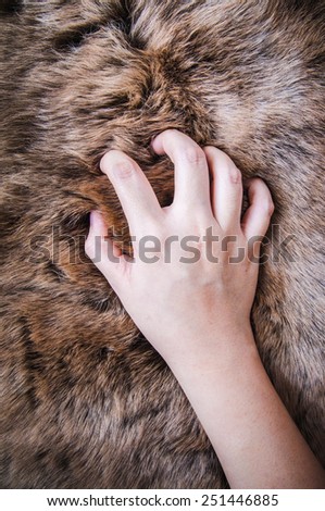 Hand Touching Fur (Grey, Dark Brown) Wolf Fox Animal Mountain Wildlife / Concept of Hunting, Anti Fur and Wearing or for Background, textures and wallpaper, poster close up full frame.