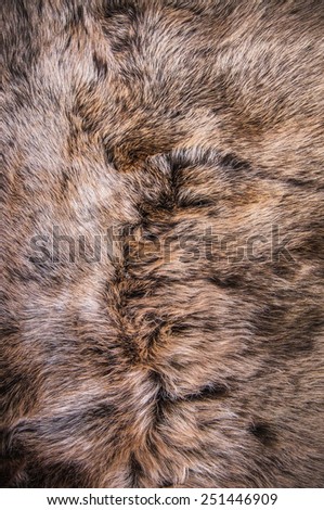 Grey, Dark Brown Fur Natural, Wolf Fox, Animal Mountain Wildlife / Concept and Style for Background, textures and wallpaper, close up full frame.