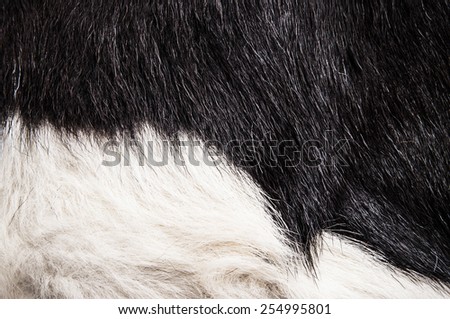 Cow Fur Hair Animal Skin Black and White for Background, Pattern, Wallpaper and Textured / Concept and Idea for Farm Life, Vintage Country Style, or Leather Industry.