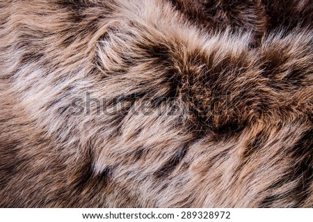 Grey, Dark Brown Wolf Fox Fur Natural, Animal Mountain Wildlife / Concept and Style for Background, textures and wallpaper, close up full frame.