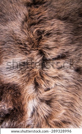 Grey, Dark Brown Wolf Fox Fur Natural, Animal Mountain Wildlife / Concept and Style for Background, textures and wallpaper, close up full frame. Vertical.