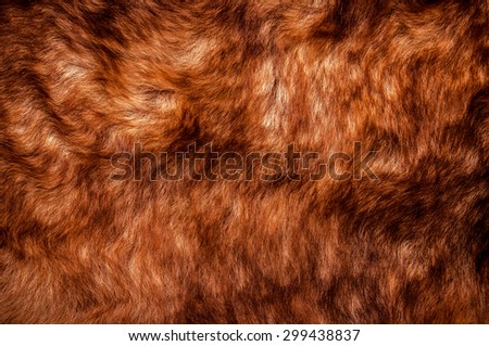 Fur, Red Brown Shade. Wolf Fox Skin. Natural Mountain Wildlife Animal. Concept and Style for Background, Texture and Wallpaper, Close up Full frame.