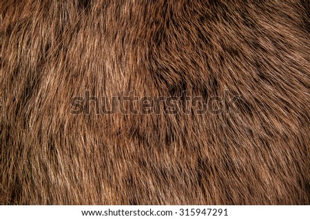 Brown Wolf Fox Hair, Fur. Natural Animal Mountain Wildlife. Concept and Style for Background, textures and wallpaper, close up full frame.
