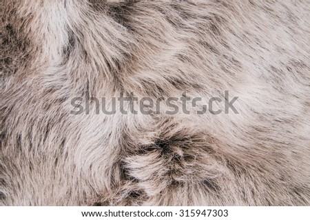 White Grey Wolf Fox Fur, Hair. Natural Animal Wildlife. Concept and Idea Style for Background, textures and wallpaper. Close up Full Frame.
