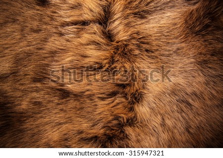 Brown Fur Hair Natural. Wolf Fox Skin. Natural Mountain Wildlife Animal. Concept and Style for Background, Texture and Wallpaper, Close up Full frame.